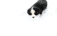 puppy snow.gif